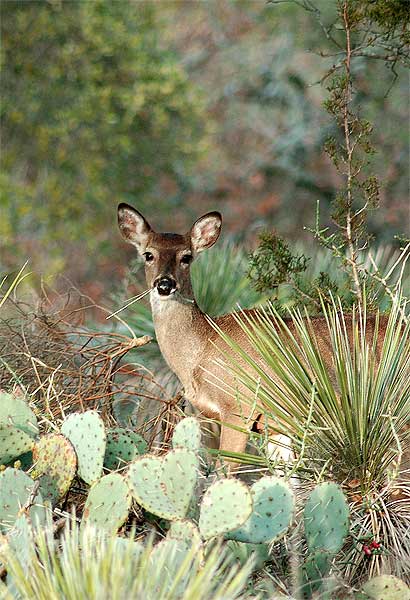 In and Out, an original photograph by Barbara Frazier